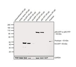 Invitrogen GFP Monoclonal Antibody (C163) 100 &mu;g; Unconjugated:Antibodies,