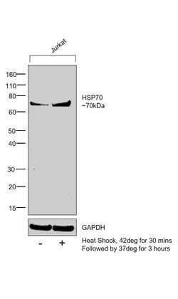 Invitrogen HSP70 Monoclonal Antibody (MB-H1) 200 &mu;g; Unconjugated:Antibodies,