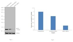 Invitrogen SRSF3 Monoclonal Antibody (7B4 (7B4A12)) 100 &mu;g; Unconjugated:Antibodies,