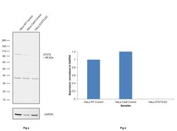 STAT5 alpha/beta Monoclonal Antibody (ST5-8F7), Invitrogen 100 &mu;g; Unconjugated:Antibodies,