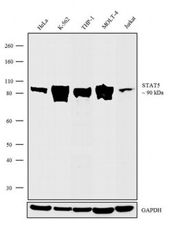 STAT5 alpha/beta Monoclonal Antibody (ST5-8F7), Invitrogen 100 &mu;g; Unconjugated:Antibodies,