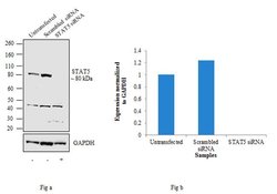 STAT5 alpha/beta Monoclonal Antibody (ST5-8F7), Invitrogen 100 &mu;g; Unconjugated:Antibodies,