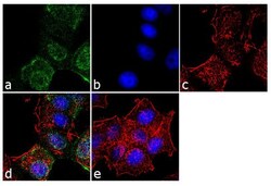 Invitrogen CD44v6 Monoclonal Antibody (MA54) 100 μg; Unconjugated:Antibodies,