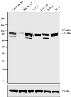 Invitrogen CD44v6 Monoclonal Antibody (MA54) 100 μg; Unconjugated:Antibodies,