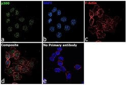 Invitrogen p300 Monoclonal Antibody (NM-11) 50 &mu;g; Unconjugated:Antibodies,