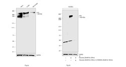 Invitrogen p300 Monoclonal Antibody (NM-11) 50 &mu;g; Unconjugated:Antibodies,