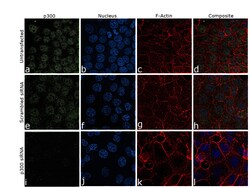 Invitrogen p300 Monoclonal Antibody (NM-11) 50 &mu;g; Unconjugated:Antibodies,
