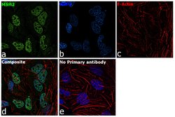 Invitrogen MSH2 Monoclonal Antibody (FE11) 50 &mu;g | Buy Online | Invitrogen&trade; | Fisher Scientific