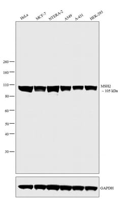 Invitrogen MSH2 Monoclonal Antibody (FE11) 50 &mu;g | Buy Online | Invitrogen&trade; | Fisher Scientific