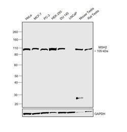 Invitrogen MSH2 Monoclonal Antibody (FE11) 50 &mu;g | Buy Online | Invitrogen&trade; | Fisher Scientific
