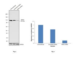 Invitrogen MSH2 Monoclonal Antibody (FE11) 50 &mu;g | Buy Online | Invitrogen&trade; | Fisher Scientific
