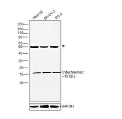 Invitrogen Cytochrome C Monoclonal Antibody (7H8.2C12) 200 &mu;g; Unconjugated:Antibodies,