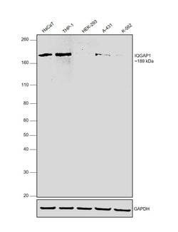 Invitrogen IQGAP1 Monoclonal Antibody (AF1) 100 &mu;g; Unconjugated:Antibodies,