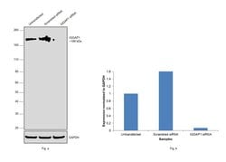 Invitrogen IQGAP1 Monoclonal Antibody (AF1) 100 &mu;g; Unconjugated:Antibodies,