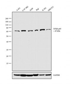 Invitrogen NFkB p65 Monoclonal Antibody (2A12A7) 100 &mu;g; Unconjugated:Antibodies,