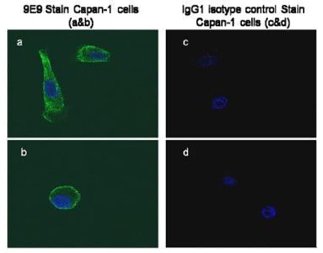 Glypican1 Monoclonal Antibody (9E9), QED Bioscience 100 μg; UnconjugatedAntibodies, Fisher