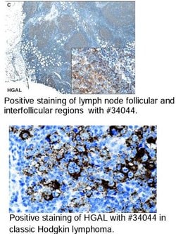 HGAL Monoclonal Antibody (1H1-A7), QED Bioscience 100 &mu;g; Unconjugated:Antibodies,