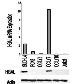 HGAL Monoclonal Antibody (1H1-A7), QED Bioscience 100 &mu;g; Unconjugated:Antibodies,