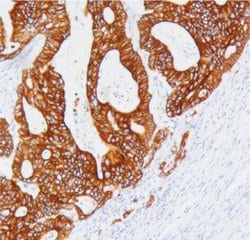 Cytokeratin 19 Monoclonal Antibody (G019.1), QED Bioscience 100 &mu;L;