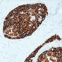 Her2/Neu Monoclonal Antibody (G002.1), QED Bioscience 100 &mu;L; Unconjugated:Antibodies,