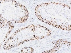 Ki-67 Monoclonal Antibody (G067.1), QED Bioscience 100 &mu;L | Buy Online | Leinco Technologies Inc | Fisher Scientific