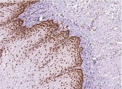 MLH1 Monoclonal Antibody (G409.1), QED Bioscience 100 &mu;L; Unconjugated:Antibodies,