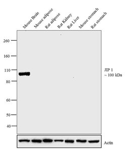 Invitrogen JIP1 Polyclonal Antibody 100 &mu;g; Unconjugated:Antibodies,