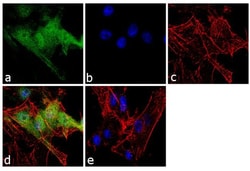 Invitrogen JIP1 Polyclonal Antibody 100 &mu;g; Unconjugated:Antibodies,