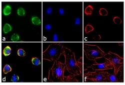 Invitrogen EphA2 Polyclonal Antibody 100 &mu;g; Unconjugated:Antibodies,