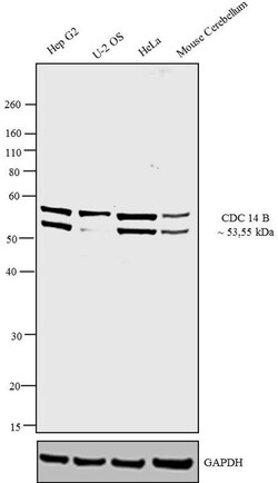 Invitrogen Cdc14B Polyclonal Antibody 100 &mu;g; Unconjugated:Antibodies,