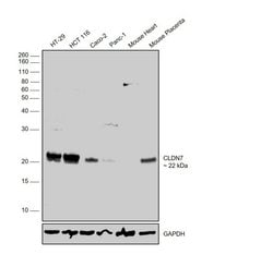 Invitrogen Claudin 7 Polyclonal Antibody 100 &mu;g; Unconjugated:Antibodies,