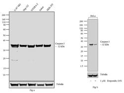 Invitrogen Caspase 3 Monoclonal Antibody (4-1-18) 100 &mu;g; Unconjugated:Antibodies,