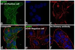 Invitrogen EphB4 Monoclonal Antibody (3D7F8) 100 &mu;g; Unconjugated:Anticuerpos