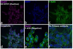 Invitrogen Goat anti-Mouse IgG (H+L) Cross-Adsorbed Secondary Antibody,