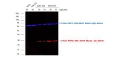 Invitrogen Goat anti-Mouse IgG (H+L) Cross-Adsorbed Secondary Antibody,