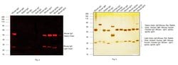 Invitrogen Goat anti-Mouse IgG (H+L) Cross-Adsorbed Secondary Antibody,