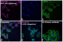 Goat anti-Rabbit IgG (H+L) Cross-Adsorbed Secondary Antibody, DyLight&trade; 633, Invitrogen&trade; 500 &mu;L; DyLight 633 