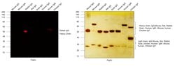 Goat anti-Rabbit IgG (H+L) Cross-Adsorbed Secondary Antibody, DyLight&trade; 633, Invitrogen&trade; 500 &mu;L; DyLight 633 