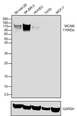 Invitrogen&trade;&nbsp;CD146 Monoclonal Antibody (OJ79)