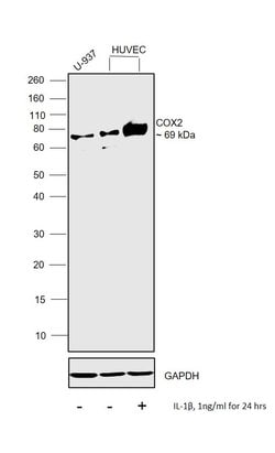 Invitrogen COX2 Monoclonal Antibody (COX 229) 100 &mu;g; Unconjugated:Antibodies,