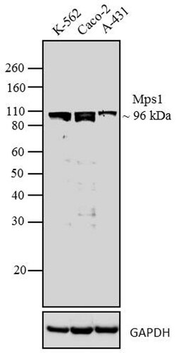Invitrogen TTK Monoclonal Antibody (N1) 100 &mu;g; Unconjugated:Antibodies,