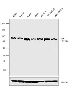 Invitrogen TTK Monoclonal Antibody (N1) 100 &mu;g; Unconjugated:Antibodies,