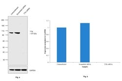 Invitrogen TTK Monoclonal Antibody (N1) 100 &mu;g; Unconjugated:Antibodies,