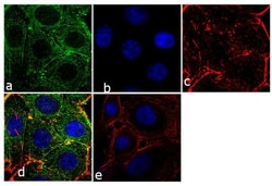 Invitrogen Prolactin Receptor Monoclonal Antibody (1A2B1) 100 &mu;g; Unconjugated:Antibodies,