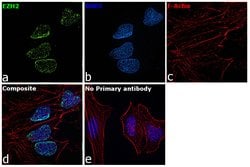 Invitrogen EZH2 Polyclonal Antibody 100 &mu;g; Unconjugated:Antibodies,
