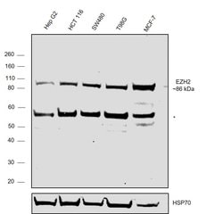 Invitrogen EZH2 Polyclonal Antibody 100 &mu;g; Unconjugated:Antibodies,