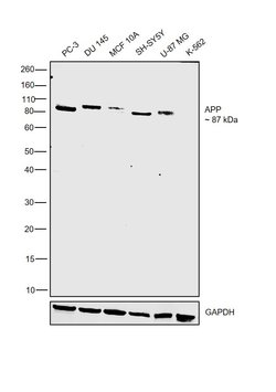 Invitrogen beta Amyloid Polyclonal Antibody 100 &mu;g; Unconjugated:Antibodies,