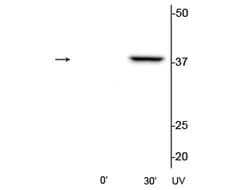 Invitrogen Phospho-p38 MAPK (Thr180, Tyr182) Polyclonal Antibody 100 &mu;L;
