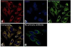 Invitrogen GRP94 Polyclonal Antibody 100 &mu;g; Unconjugated:Antibodies,