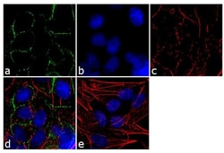 Invitrogen Connexin 31 Polyclonal Antibody 100 &mu;g; Unconjugated:Antibodies,